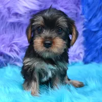 Izzy , a female Yorkshire Terrier for sale in Donna, TX – 3 of 9