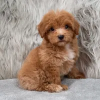 Blue , a male Maltipoo for sale in Donna, TX – 7 of 7