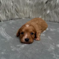 Maya , a female Cavapoo for sale in Donna, TX – Photo 2 of 6