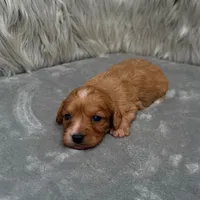 Maya , a female Cavapoo for sale in Donna, TX – Photo 5 of 6