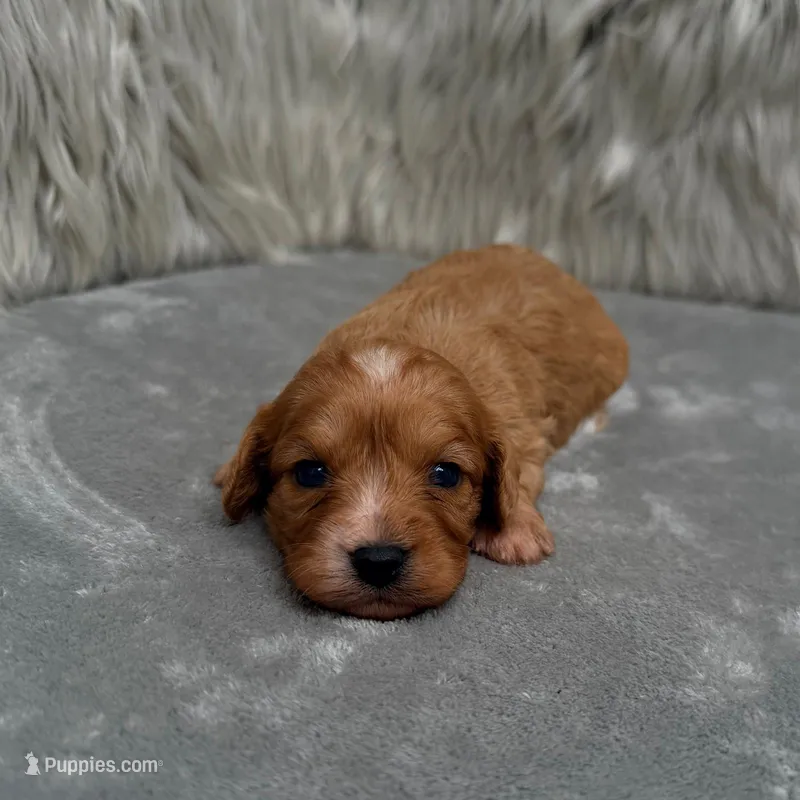 Maya  – Cavapoo puppy for sale in Donna, TX