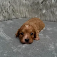 Maya , a female Cavapoo for sale in Donna, TX – Photo 1 of 6