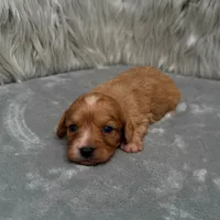 Maya , a female Cavapoo for sale in Donna, TX – Photo 4 of 6