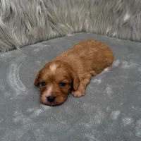 Maya , a female Cavapoo for sale in Donna, TX – Photo 6 of 6