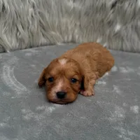 Maya , a female Cavapoo for sale in Donna, TX – Photo 3 of 6