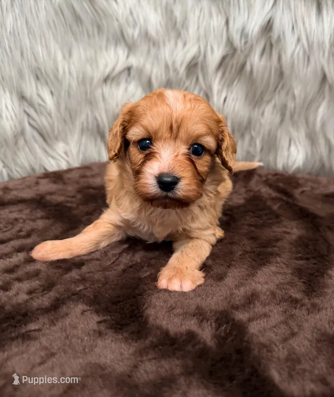 Maya  – Cavapoo puppy for sale in Donna, TX