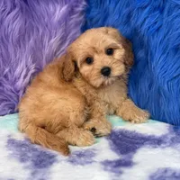 Piper , a female Cavapoo for sale in Donna, TX – 6 of 10