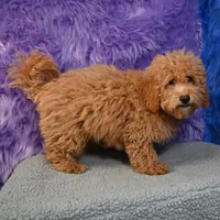Paul - 7 day return policy, a male Shihpoo for sale in Donna, TX – 5 of 9