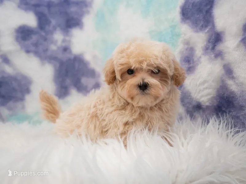 Murphy  – Maltipoo puppy for sale in Donna, TX