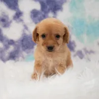 Layla , a female Maltipoo for sale in Donna, TX – 2 of 5
