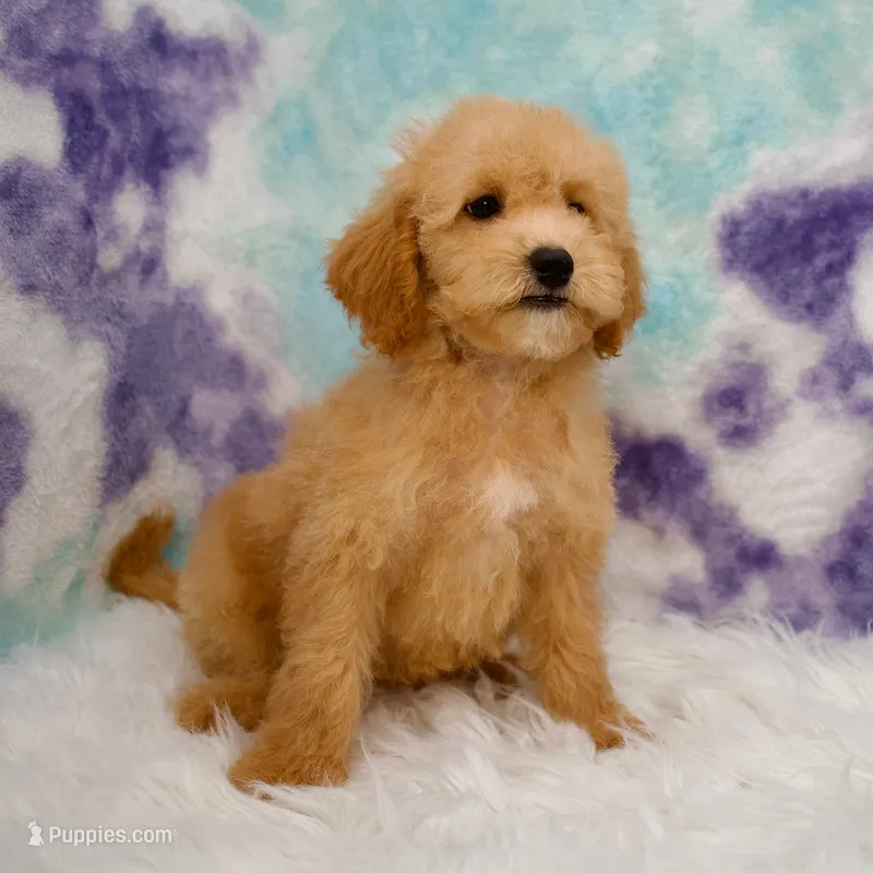 Ivy – Miniature Goldendoodle puppy for sale in Donna, TX