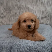 Ranger  Micro-Mini, a male Miniature Goldendoodle for sale in Donna, TX – 2 of 7