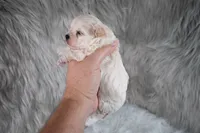 Charlie , a male Maltipoo for sale in Donna, TX – 6 of 10