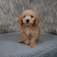 Max  Micro-Mini, a male Miniature Goldendoodle for sale in Donna, TX – 5 of 6