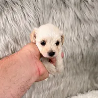 Luna, a female Maltipoo for sale in Donna, TX – 5 of 5