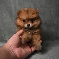 Tucker - 7 day return policy, a male Pomeranian for sale in Donna, TX – 6 of 8