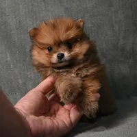 Tucker - 7 day return policy, a male Pomeranian for sale in Donna, TX – 4 of 8