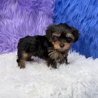 Jax, a male Yorkshire Terrier for sale in Donna, TX – 3 of 10