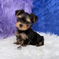 Angel - 7 day return guarantees, a female Yorkshire Terrier for sale in Donna, TX – 6 of 10