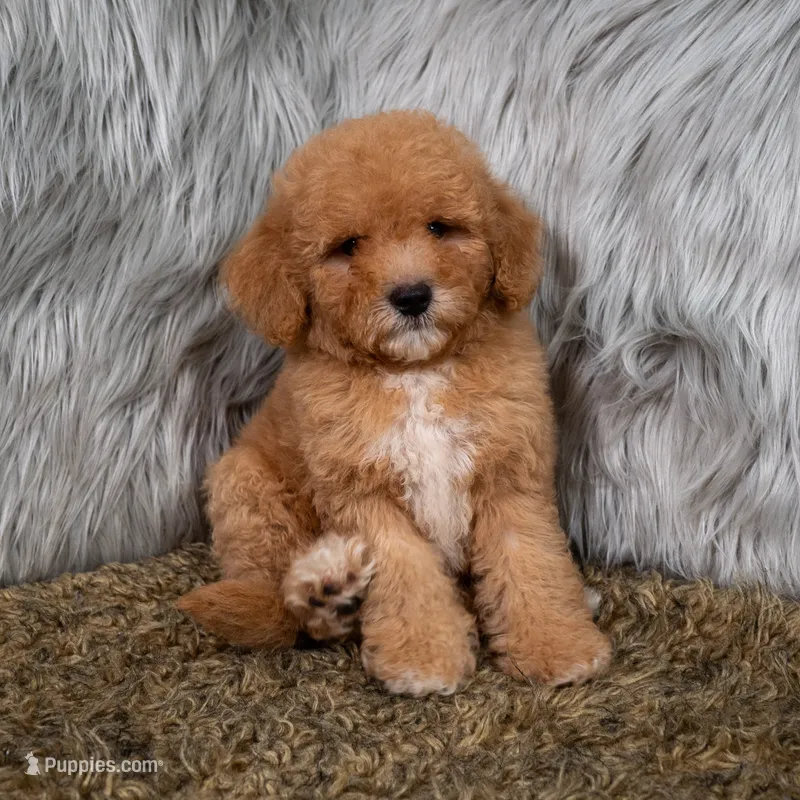 Bentley  Micro-Mini – Miniature Goldendoodle puppy for sale in Donna, TX