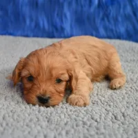 Ace - 7 day return guarantees, a male Cavapoo for sale in Donna, TX – 7 of 10