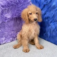 Dexter - 7 day return guarantees, a male Cockapoo for sale in Donna, TX – 7 of 9