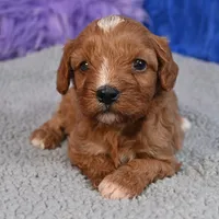 Fluffy, a male Cavapoo for sale in Donna, TX – 3 of 10