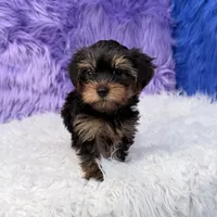 Jax, a male Yorkshire Terrier for sale in Donna, TX – 10 of 10