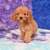 Minnie , a female Cockapoo for sale in Donna, TX – 8 of 10