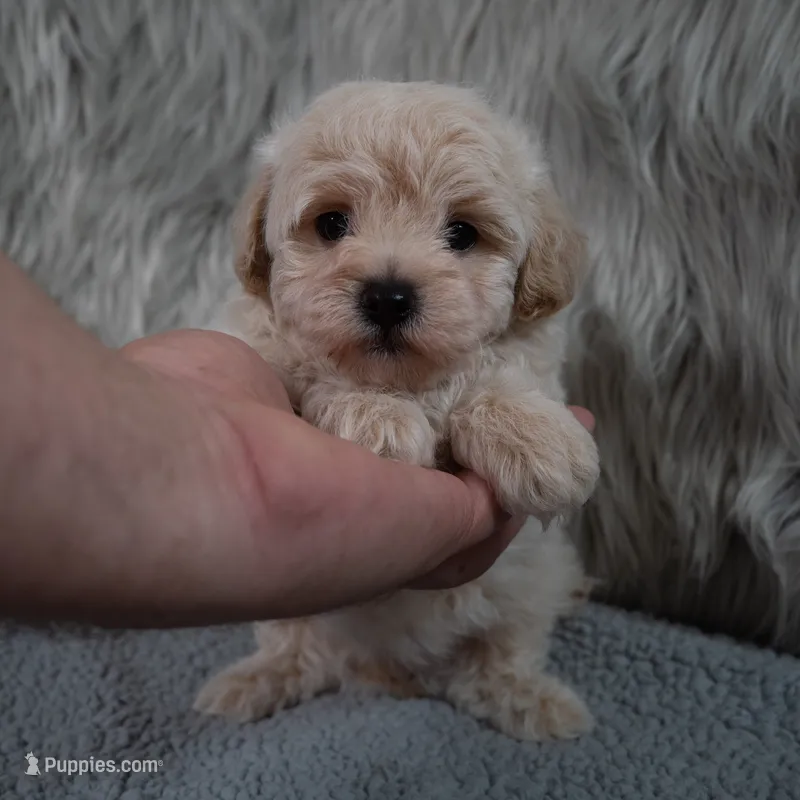Mike  – Maltipoo puppy for sale in Donna, TX