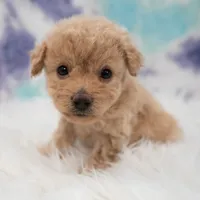 Ellie , a female Maltipoo for sale in Donna, TX – 2 of 7