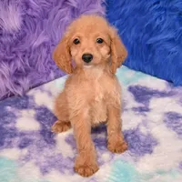 Dexter , a male Cockapoo for sale in Donna, TX – 4 of 10