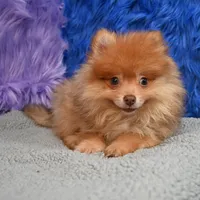 Teddy, a male Pomeranian for sale in Donna, TX – 9 of 9