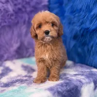 Scout , a male Cavapoo for sale in Donna, TX – 9 of 10