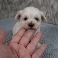 Becky , a female Maltipoo for sale in Donna, TX – 2 of 6