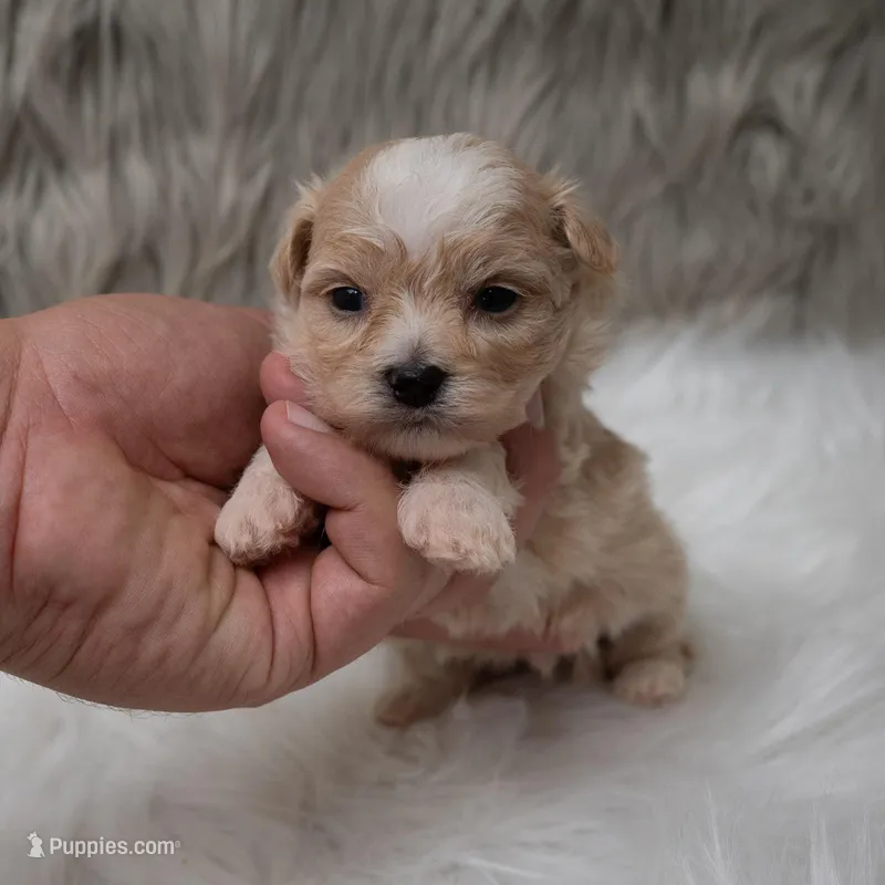 Louie  – Maltipoo puppy for sale in Donna, TX