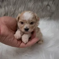 Louie , a male Maltipoo for sale in Donna, TX – Photo 5 of 6