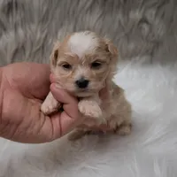 Louie , a male Maltipoo for sale in Donna, TX – Photo 4 of 6