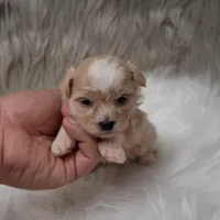 Louie , a male Maltipoo for sale in Donna, TX – Photo 3 of 6