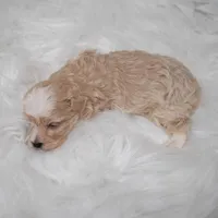 Louie , a male Maltipoo for sale in Donna, TX – Photo 6 of 6