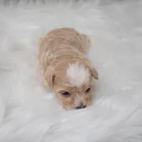Louie , a male Maltipoo for sale in Donna, TX – Photo 2 of 6