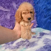 Duke , a male Cockapoo for sale in Donna, TX – 8 of 10