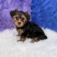 John - 7 day return guarantees, a male Yorkshire Terrier for sale in Donna, TX – 5 of 10