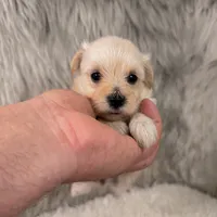 Willow, a female Maltipoo for sale in Donna, TX – 4 of 5