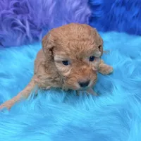 Harper , a female Poodle - Miniature  for sale in Donna, TX – 3 of 10