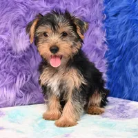 Cooper, a male Yorkshire Terrier for sale in Donna, TX – 3 of 10