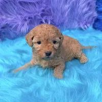Harper , a female Poodle - Miniature  for sale in Donna, TX – 4 of 10