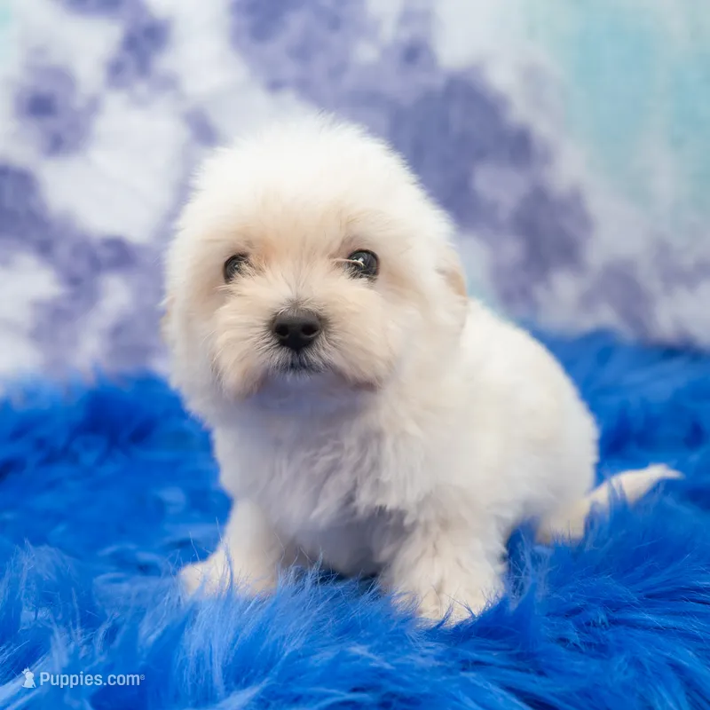 Raul  – Maltipoo puppy for sale in Donna, TX