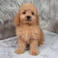 Ranger, a male Miniature Goldendoodle for sale in Donna, TX – 7 of 9