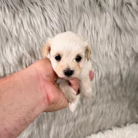 Luna, a female Maltipoo for sale in Donna, TX – 4 of 5